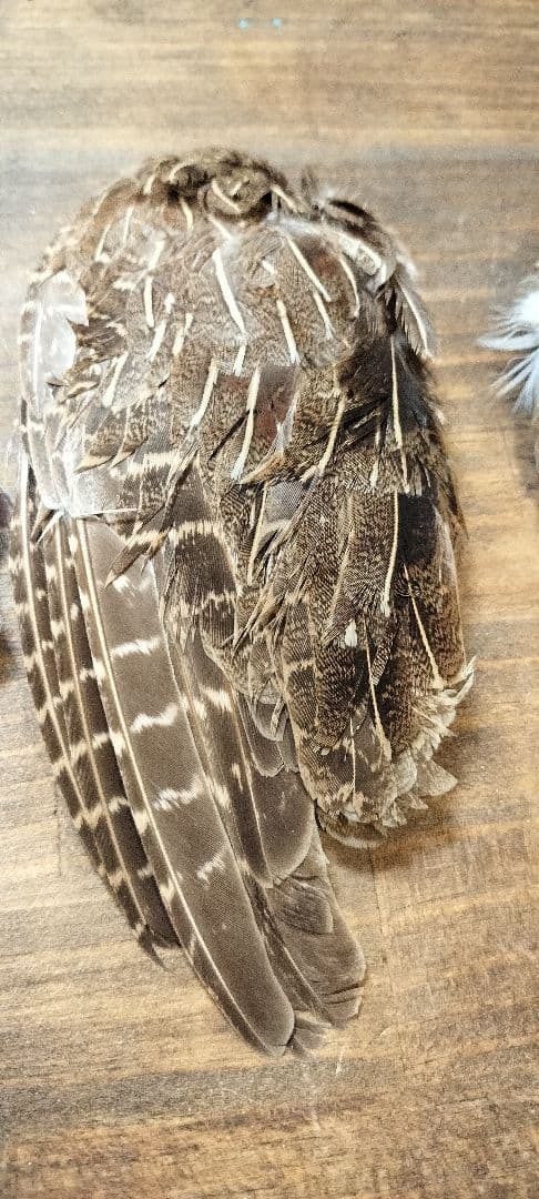 【フライタイイング】ハックル ケープ・クイル 5点まとめ売り