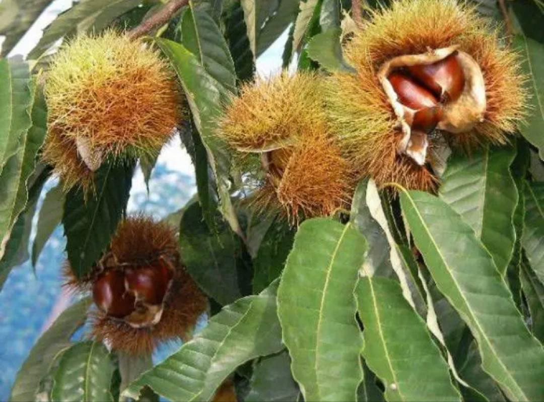 栗　大粒！幅40mm程度サイズ 5k　取り扱いの難しい無燻蒸で熟成させた　生栗！