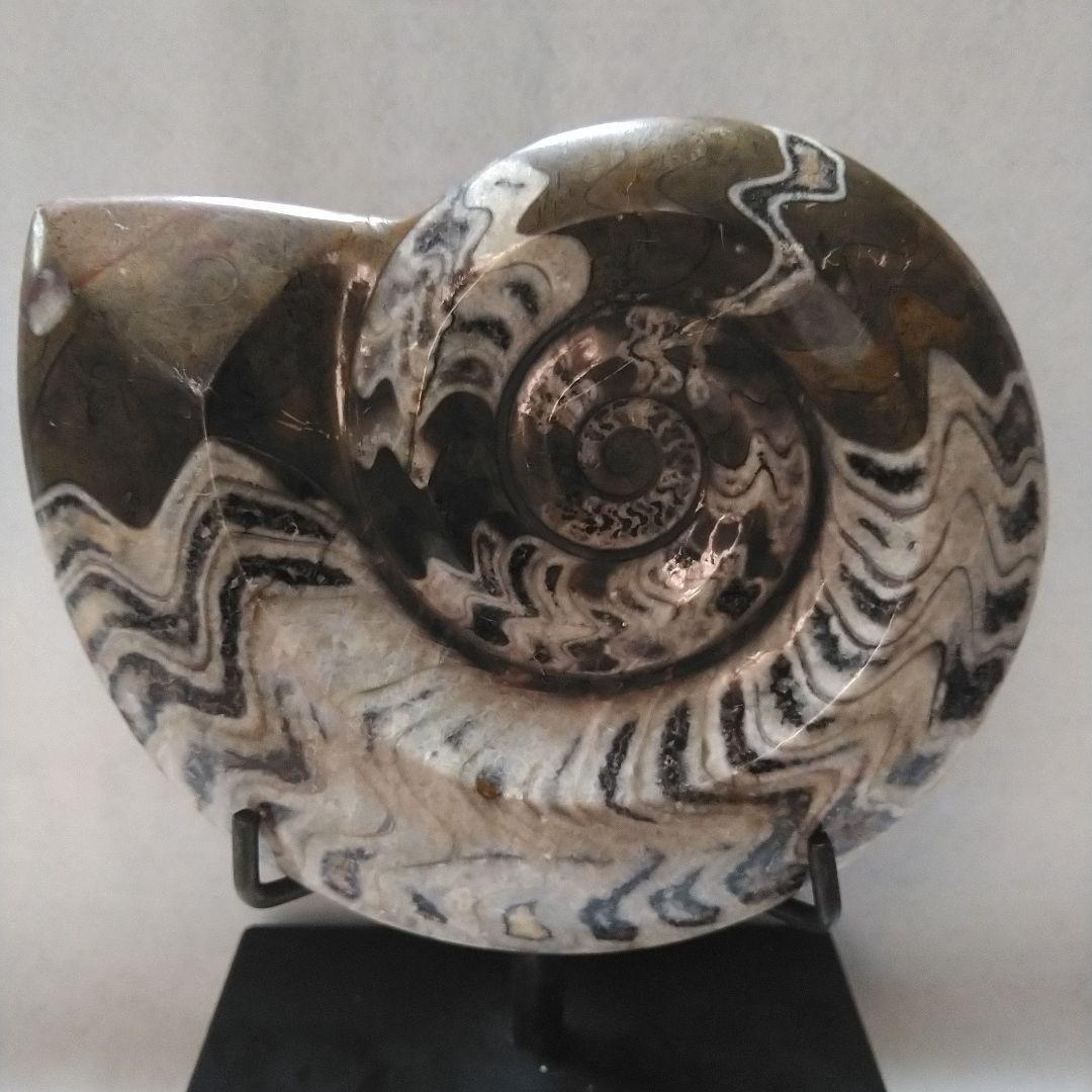 アンモナイト　ゴニアタイト　飾台付き