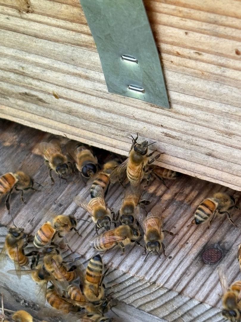 長野県長野市若穂保科で採れたはちみつ 1.2キロ 2本 ③