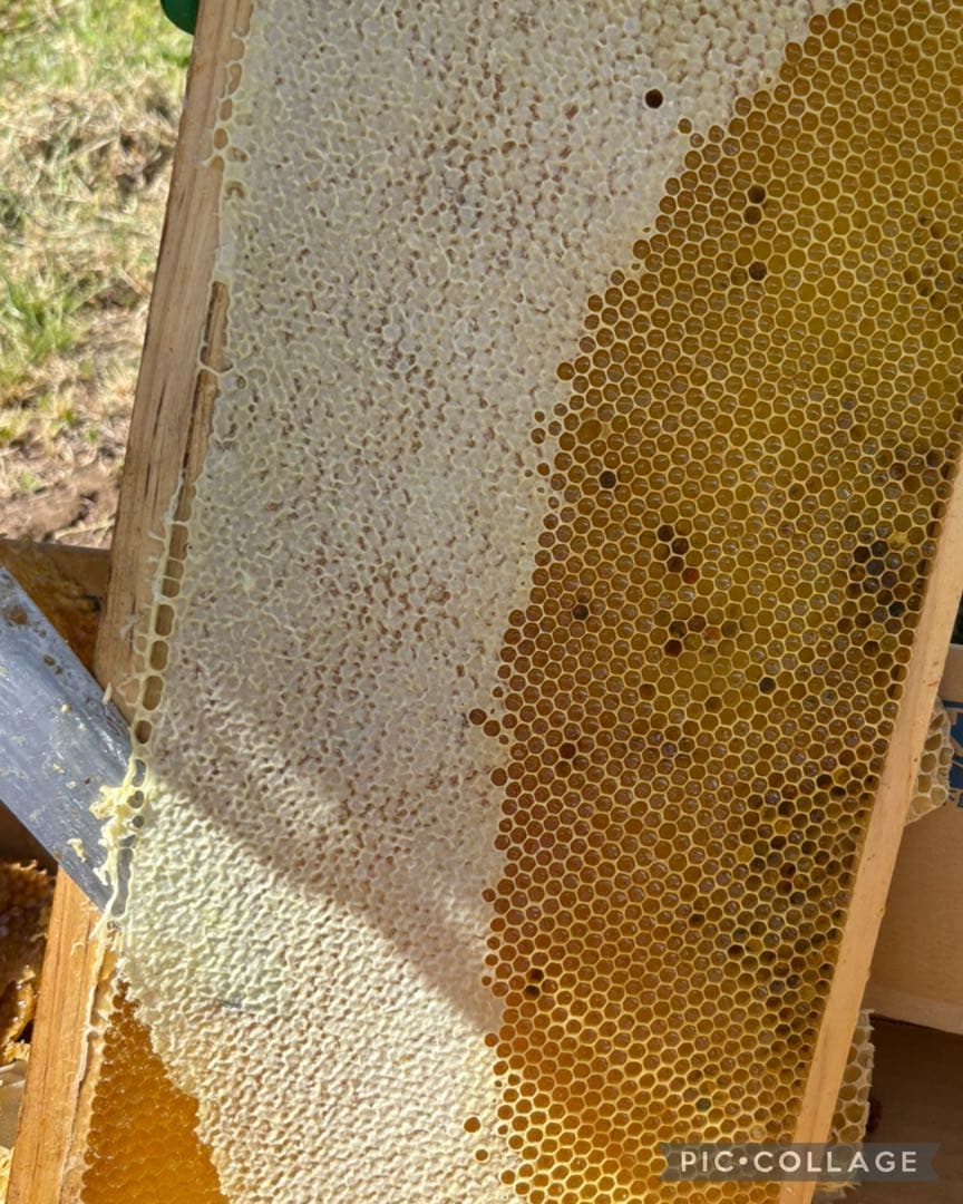 長野県長野市若穂保科で採れたはちみつ 1.2キロ 2本 ③