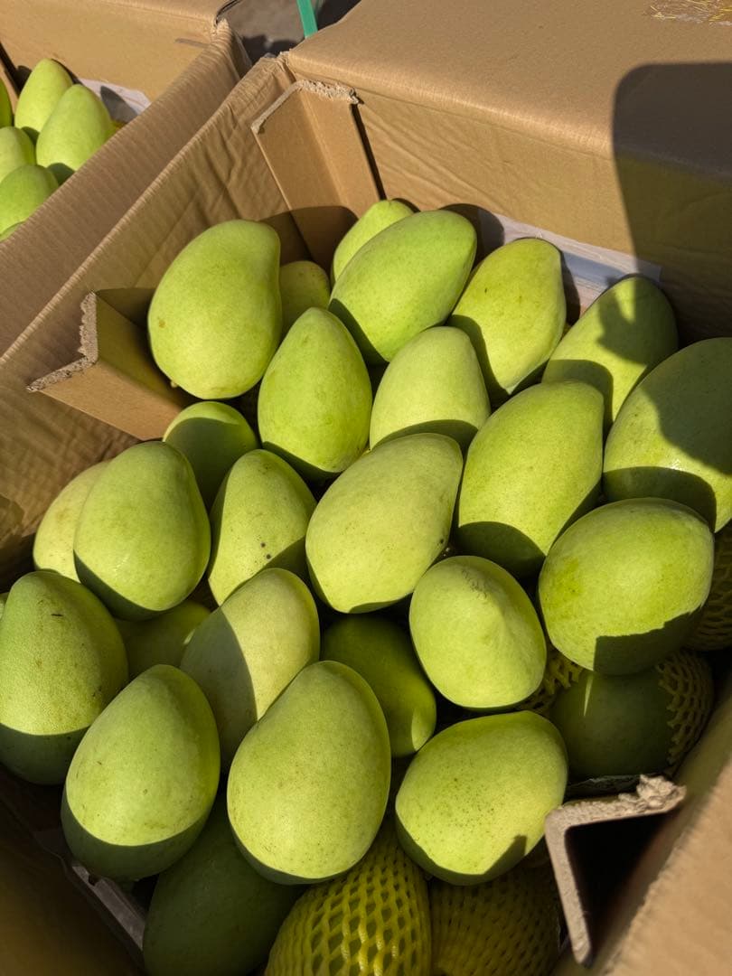 ベトナム産グリーンマンゴー約10kg（冷蔵発送）