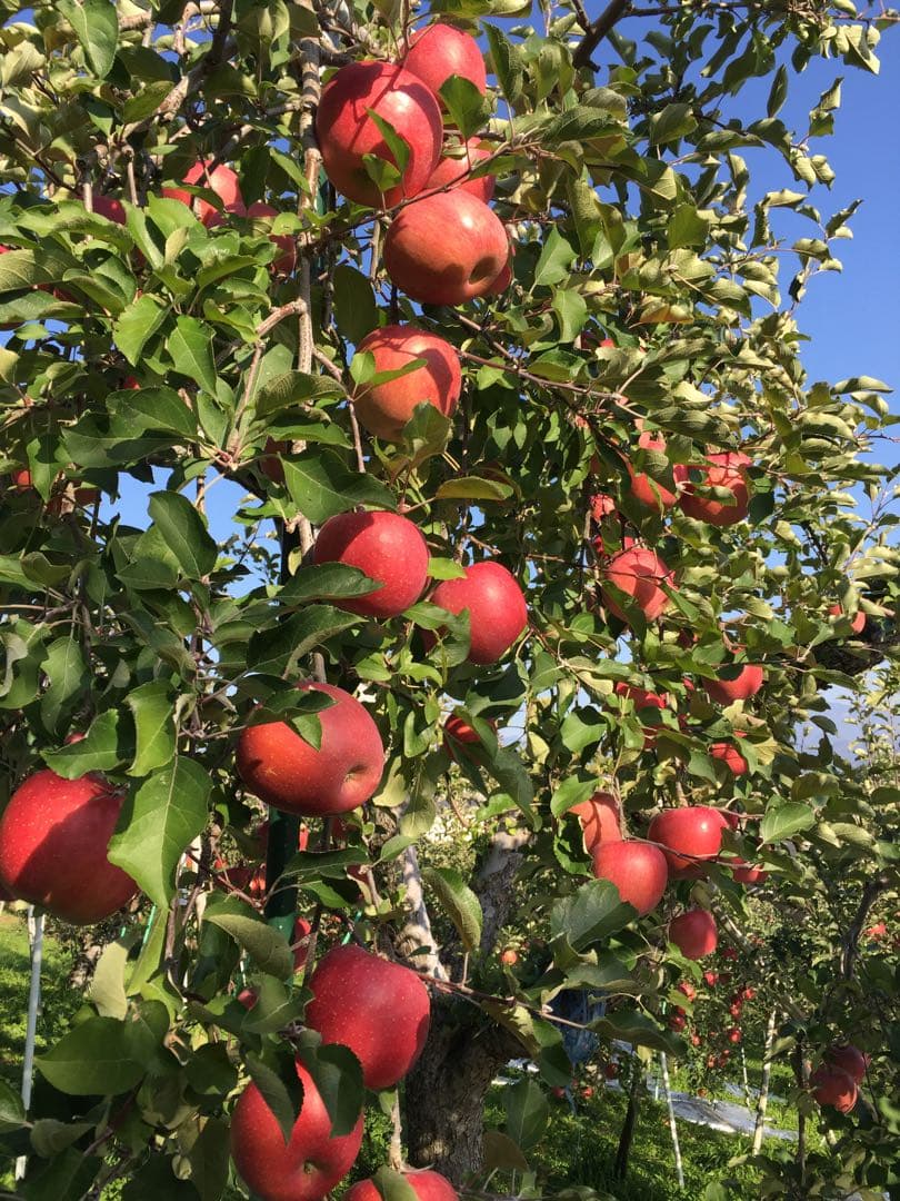 なるページ　サンふじ　小玉　農家直送