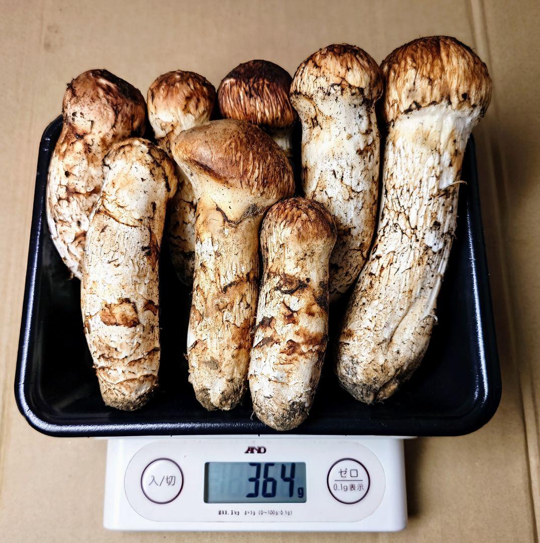 タ*ウ様 ◆岩手県産の松茸です【重さ 364g】新鮮クール便にて即発送◆これで最