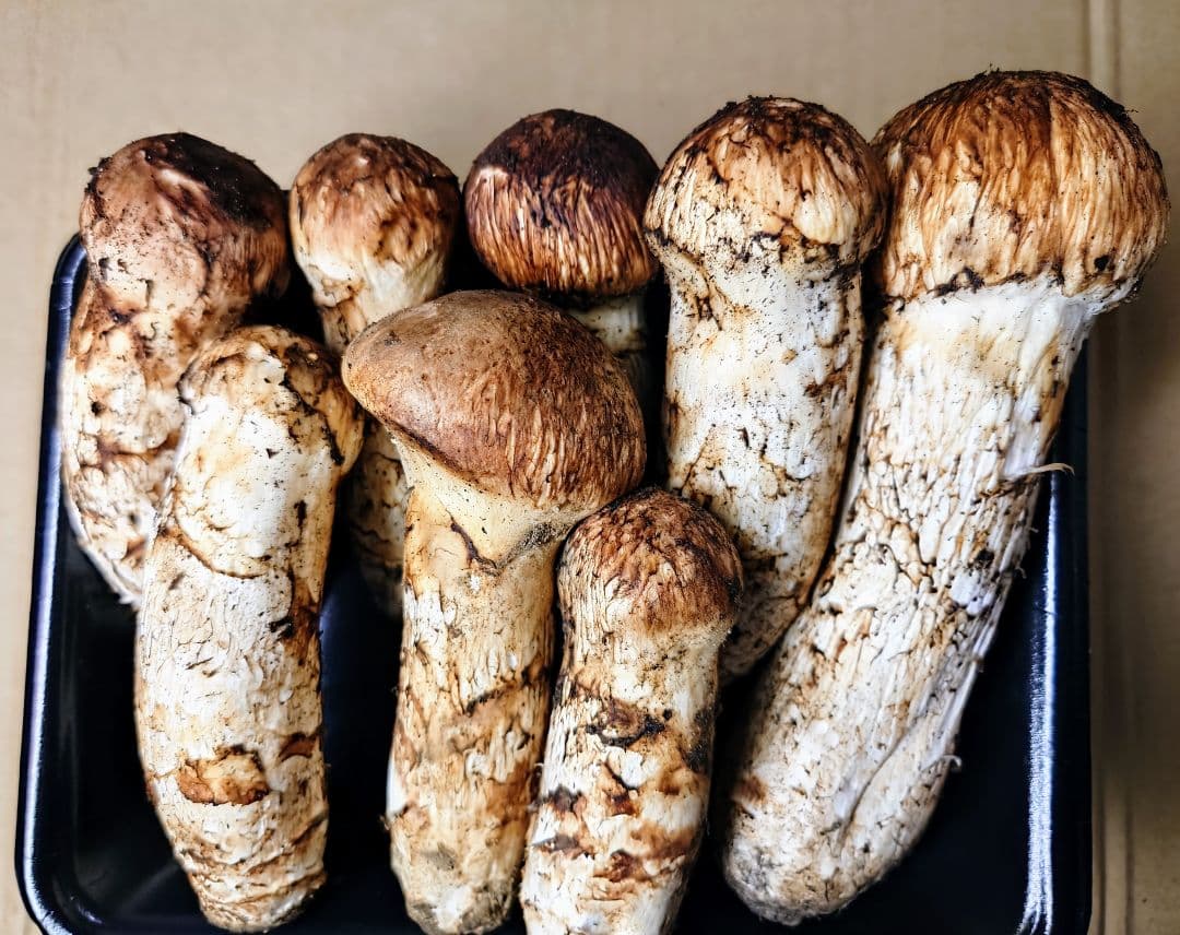 タ*ウ様 ◆岩手県産の松茸です【重さ 364g】新鮮クール便にて即発送◆これで最