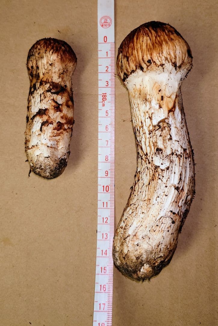 タ*ウ様 ◆岩手県産の松茸です【重さ 364g】新鮮クール便にて即発送◆これで最