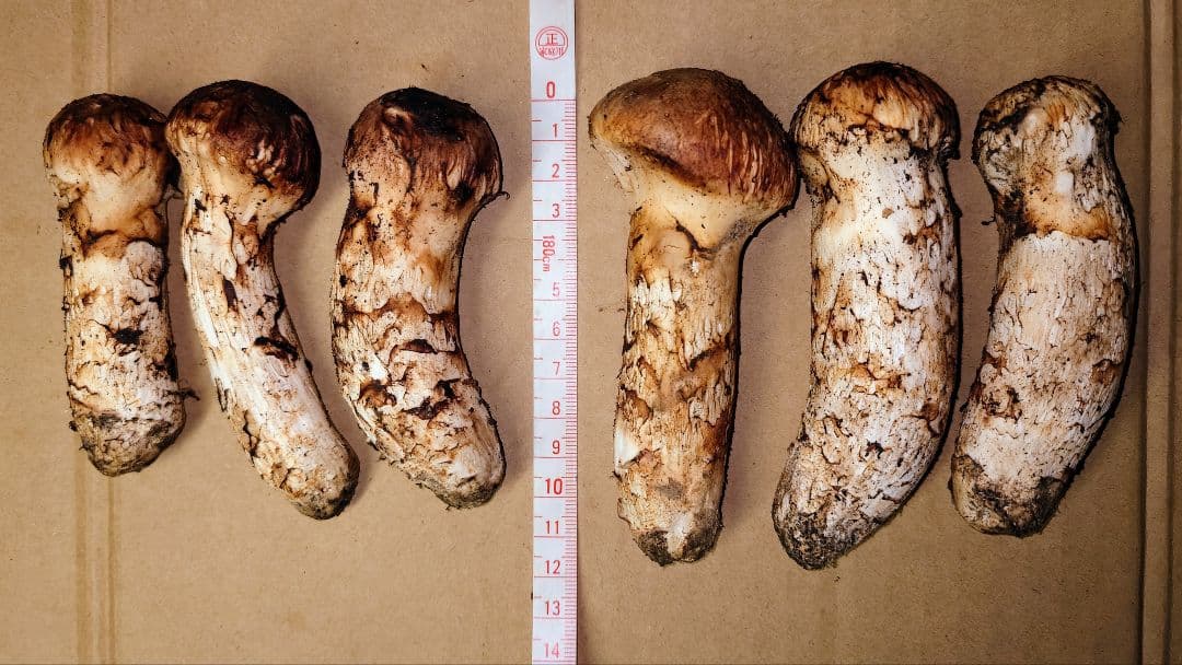 タ*ウ様 ◆岩手県産の松茸です【重さ 364g】新鮮クール便にて即発送◆これで最