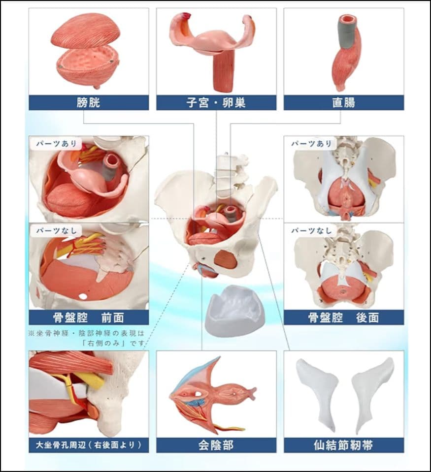 KIYOMARU 骨盤底筋付き女性骨盤模型 人体模型 8パーツ 理学療法士