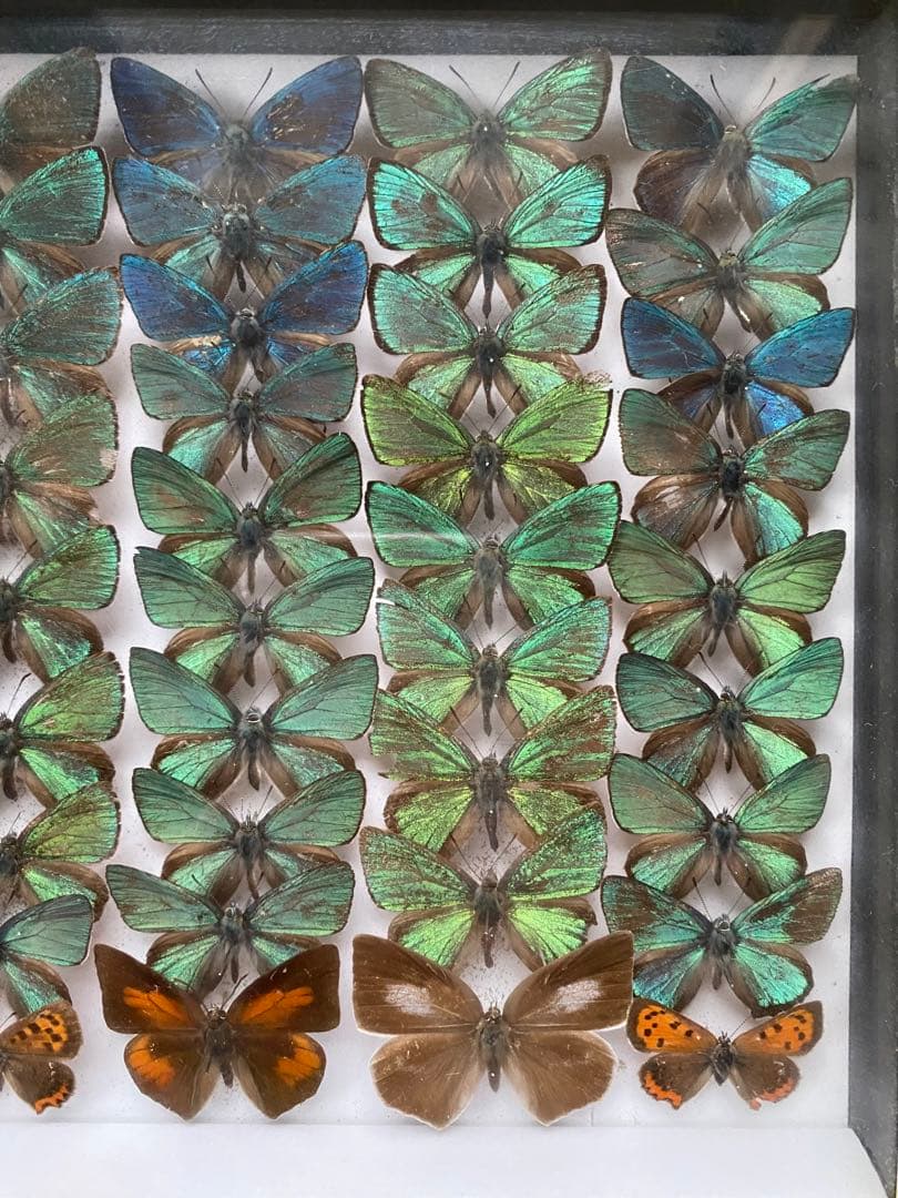 蝶々標本52頭　木製額(ガラス) 約21cm x 27cm