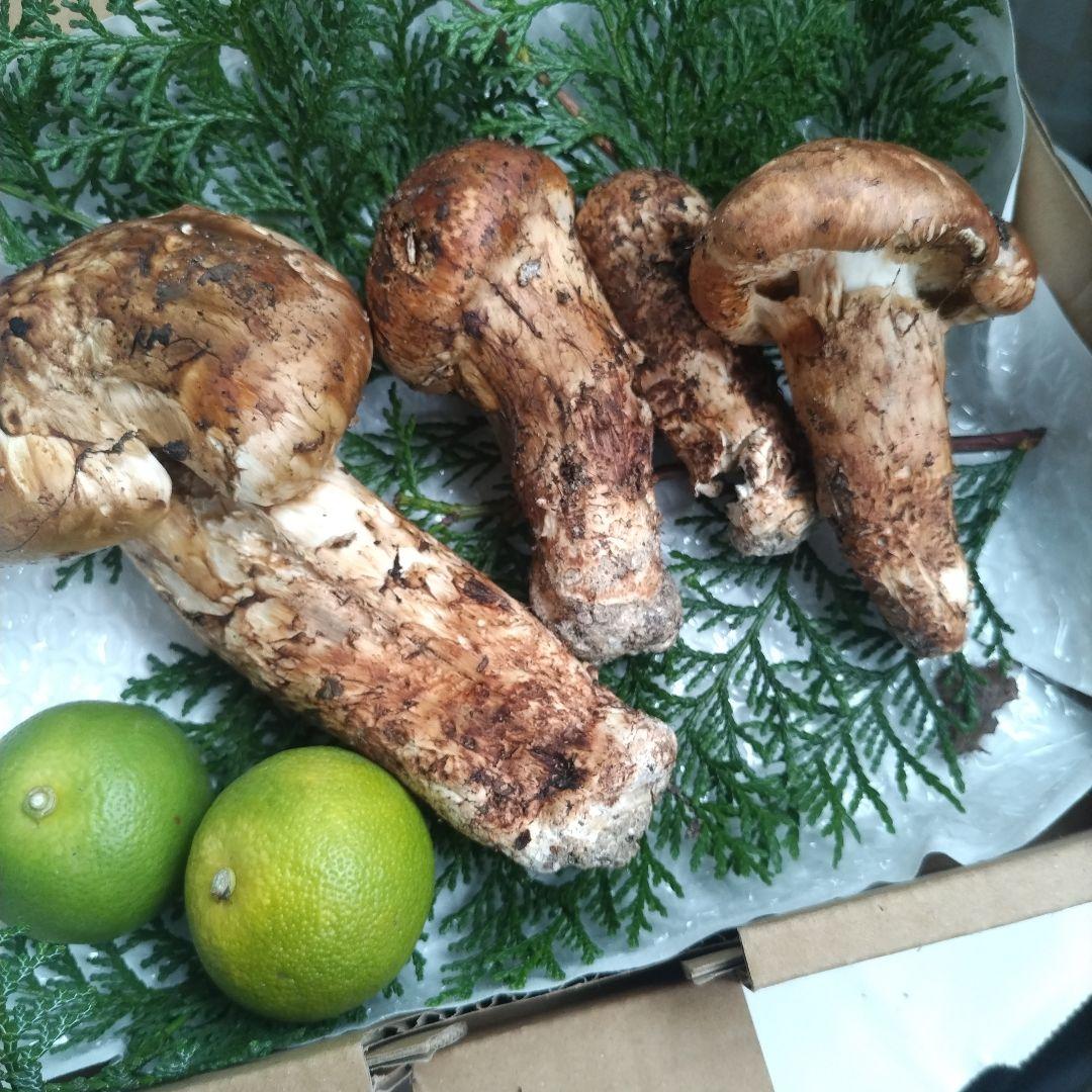 天然、新鮮早松とおまけすだち国産