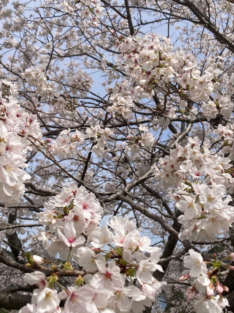 Ark 1 Datum pointさま専用　日本蜜蜂　生ハチミツ　1120g✖️2