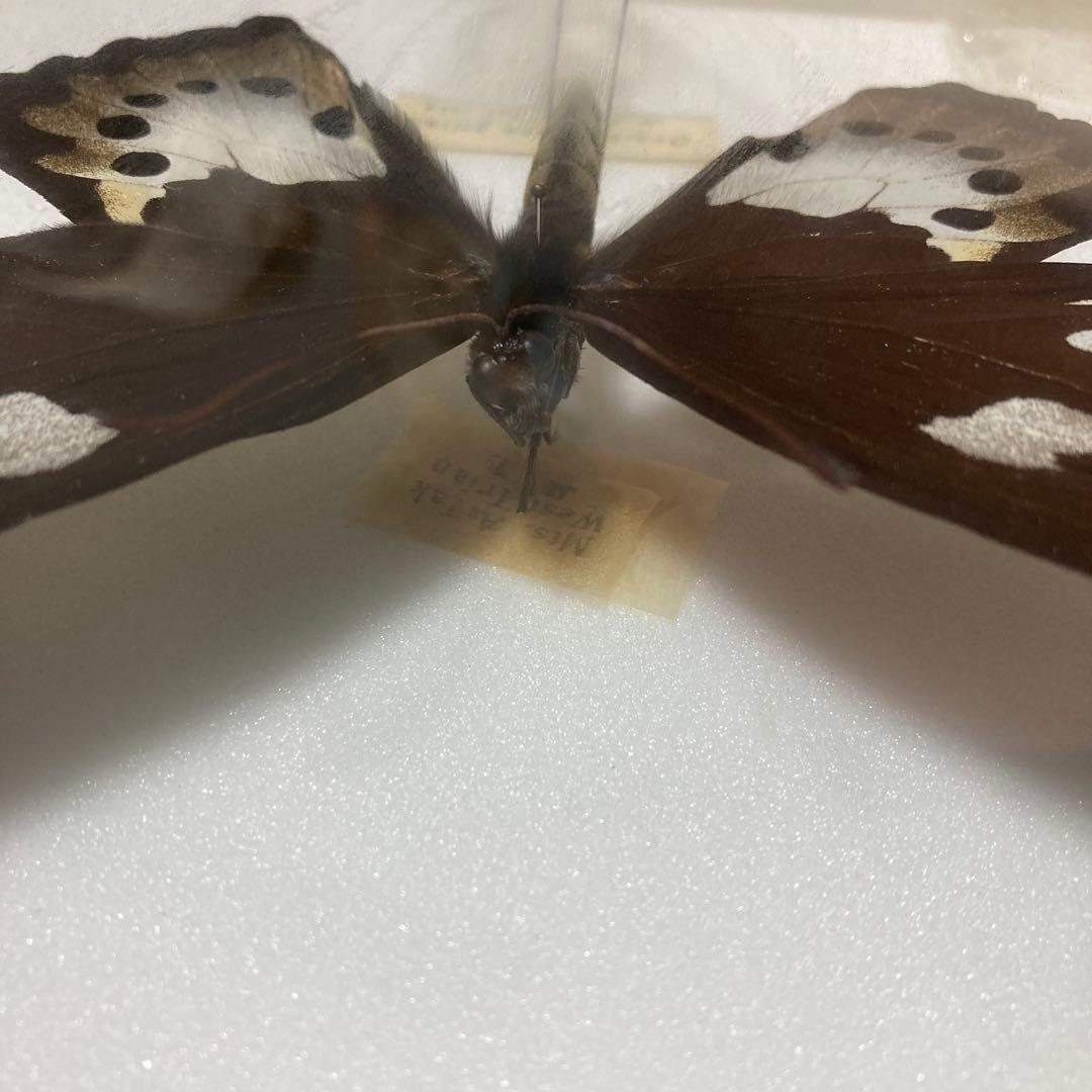 ゴライアストリバネアゲハ　ペア 蝶 標本　昆虫