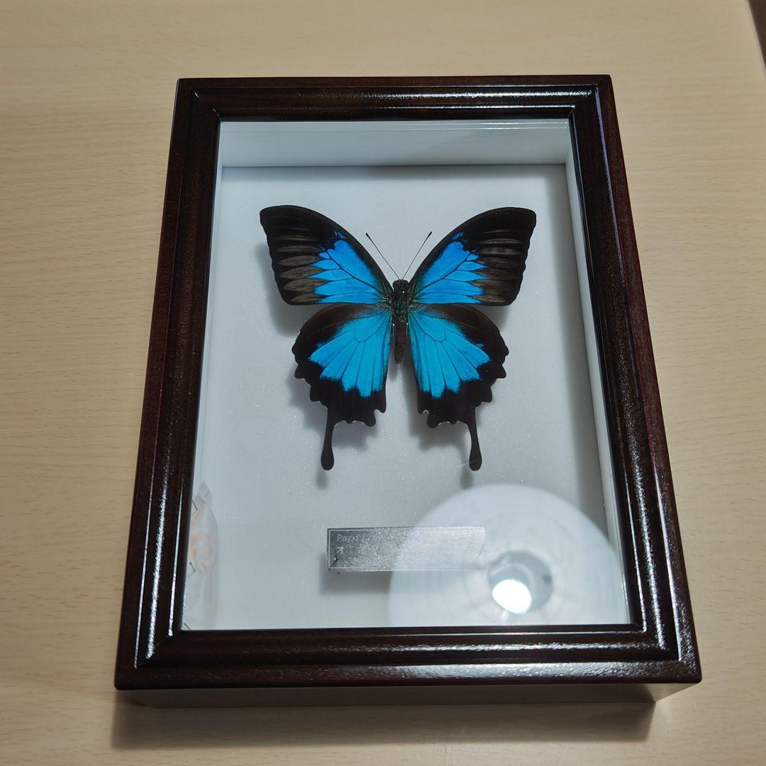 標本 オオルリアゲハ