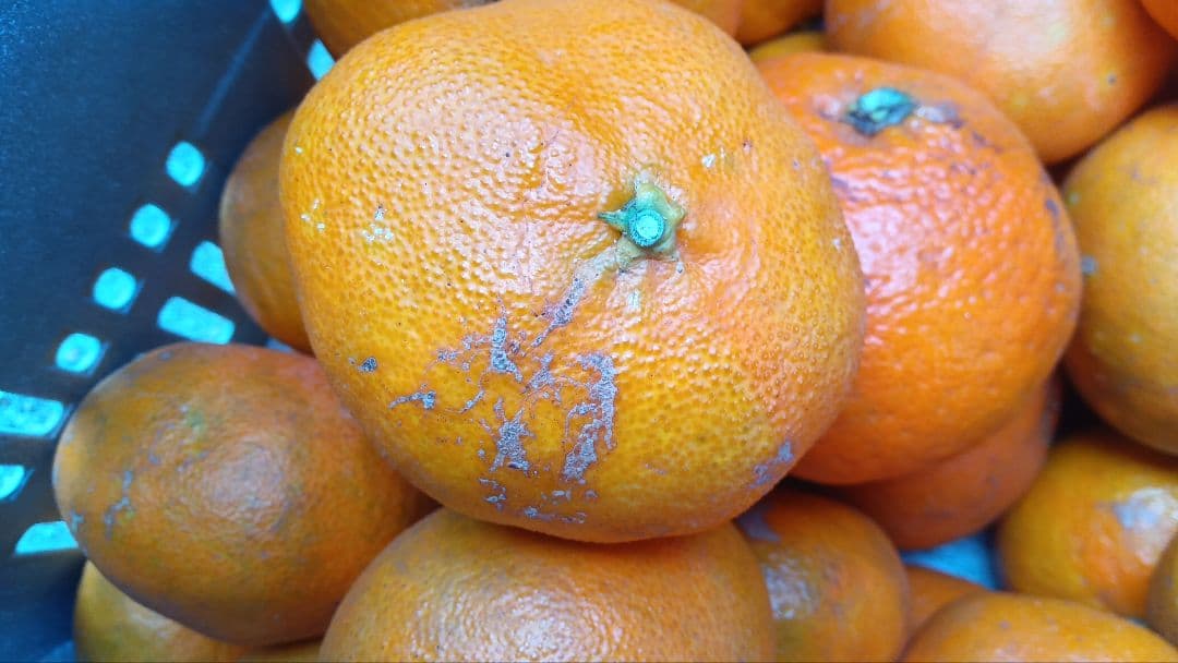 リンダ　甘平20kgB級