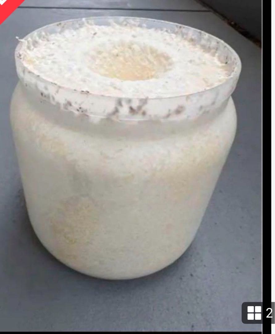 カワラ菌糸瓶 産卵用1400入手困難6本セット