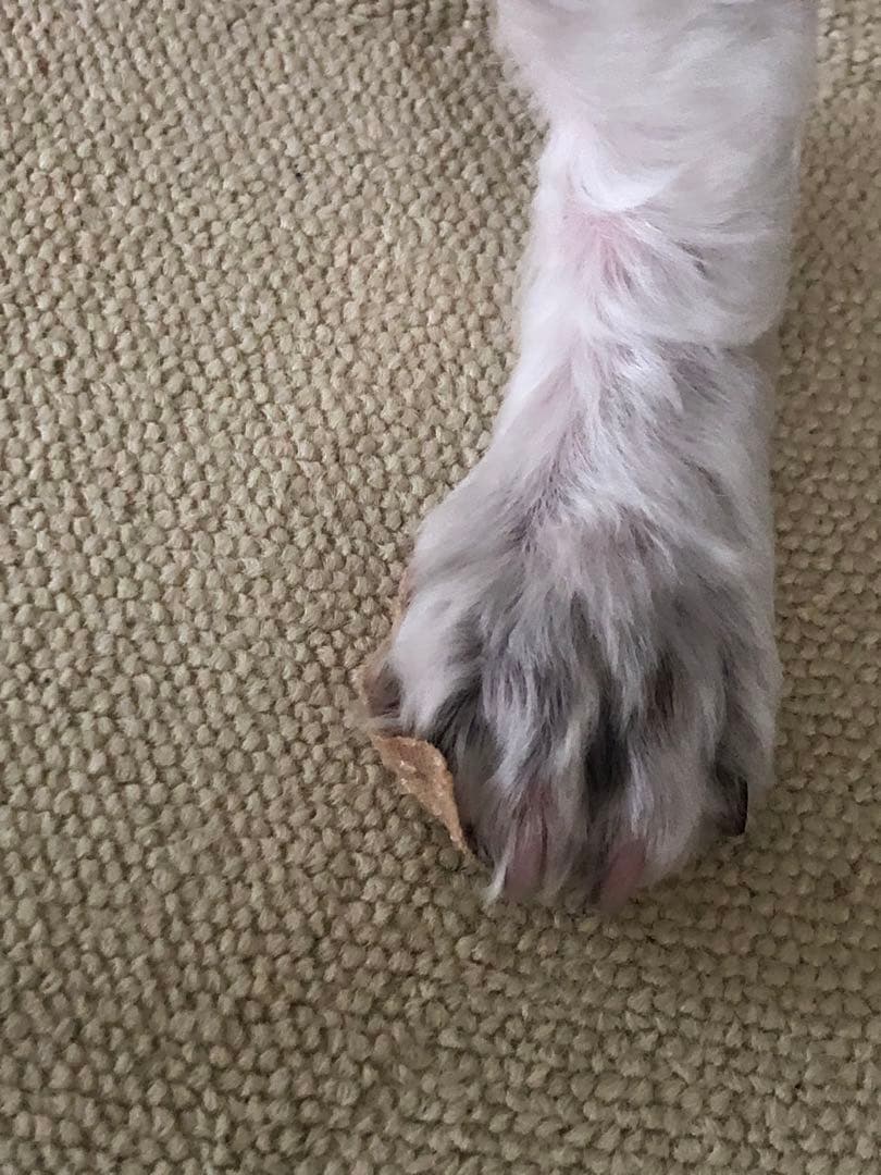 【◯◯様用】実物お写真 ペット 滑止 肉球 足裏 犬 (36cm 単位売)