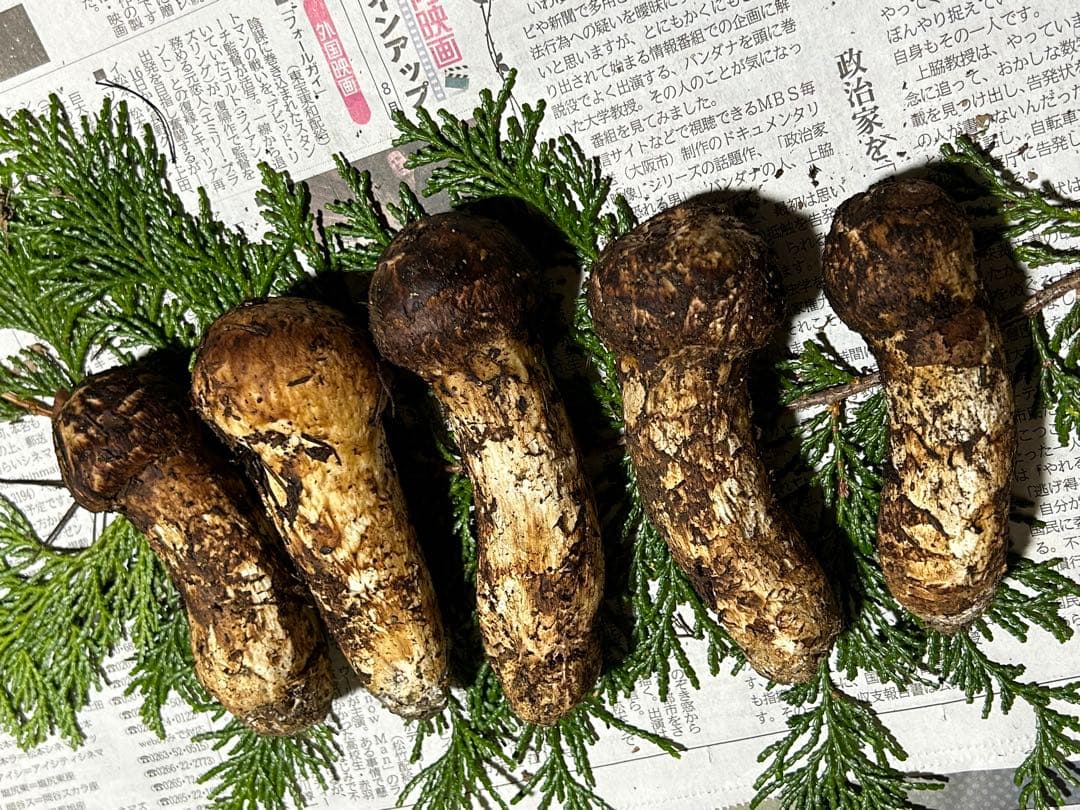 ☆信州産松茸☆ツボミの最高級冷凍松茸350グラム☆まつたけ☆国産松茸☆⑩☆