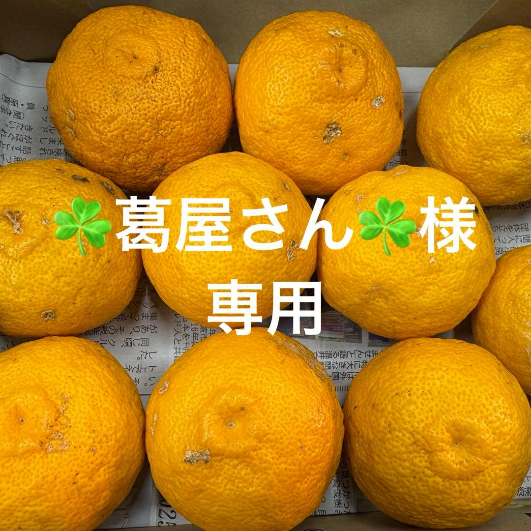 専用商品　キズ少なめ柚子５キロ