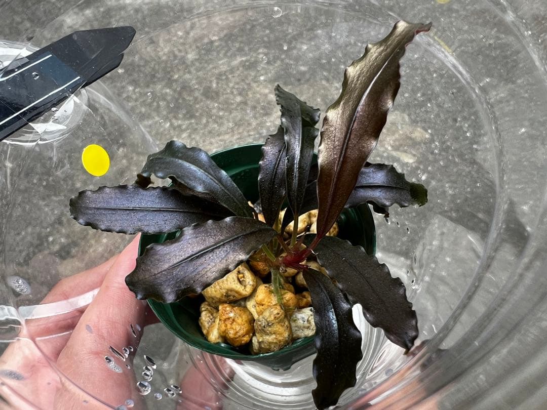 Bucephalandra sp.Ghost Kalimantan ②