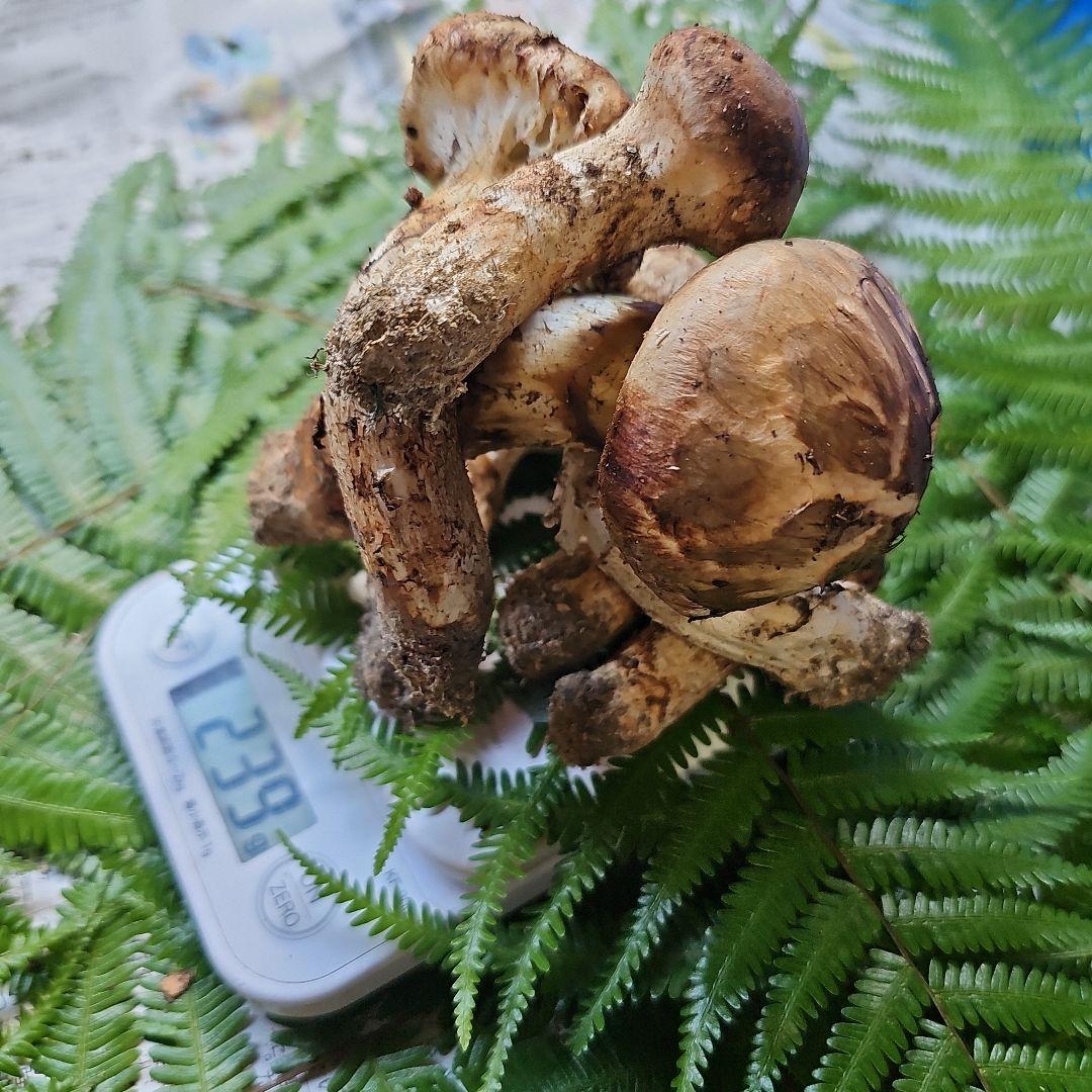 広島県産 松茸　239g