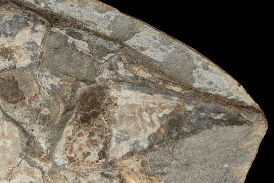 白亜紀前期 サンタナ層産 古代魚化石 魚類化石 クラドキクルス 骨格 標本