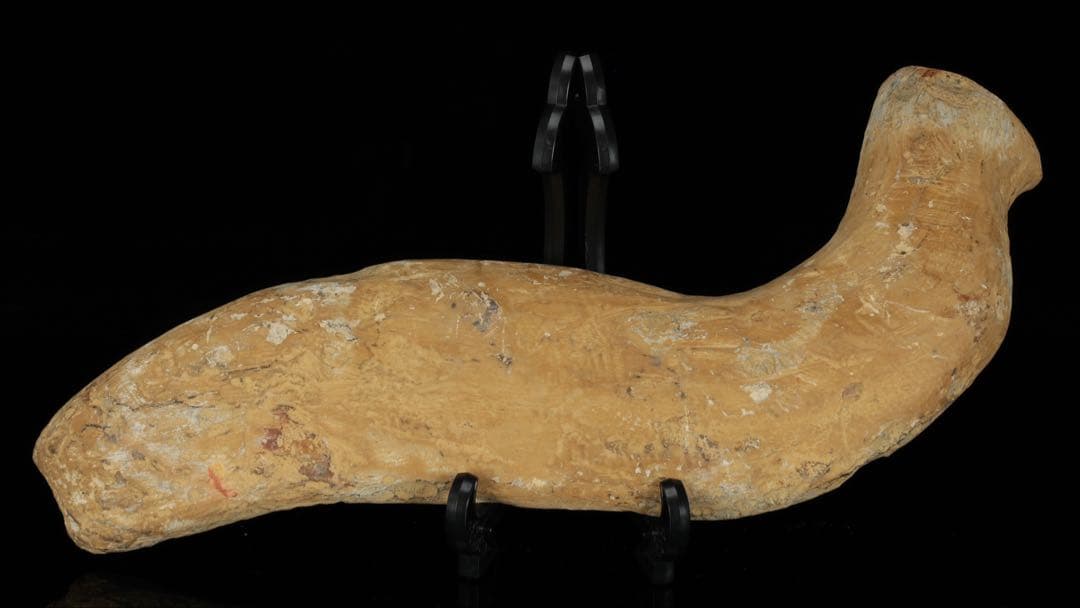 白亜紀前期 サンタナ層産 古代魚化石 魚類化石 クラドキクルス 骨格 標本