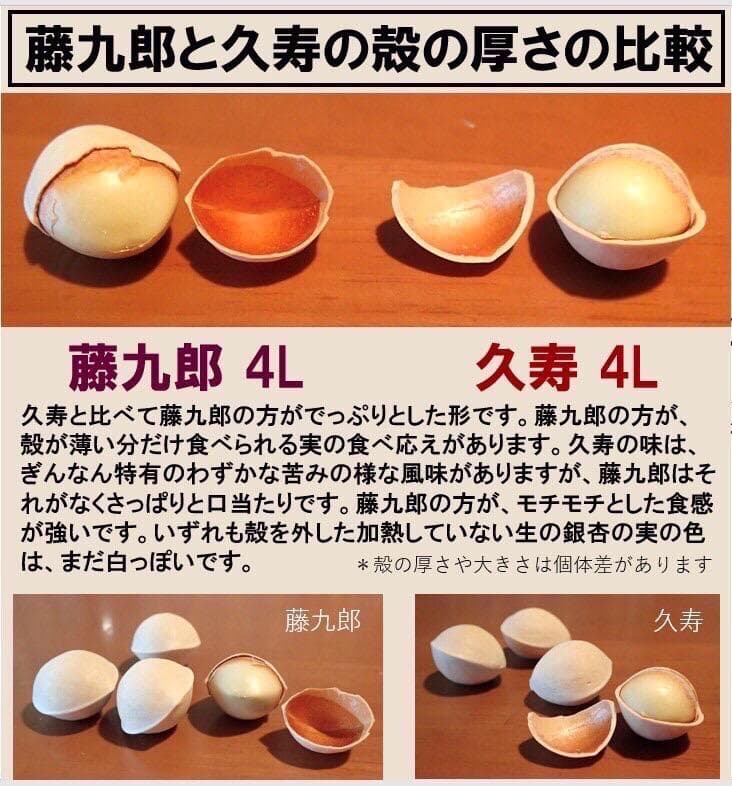 Kikuo Miyoshi 藤九郎 銀杏 祖父江産 4L 5kg