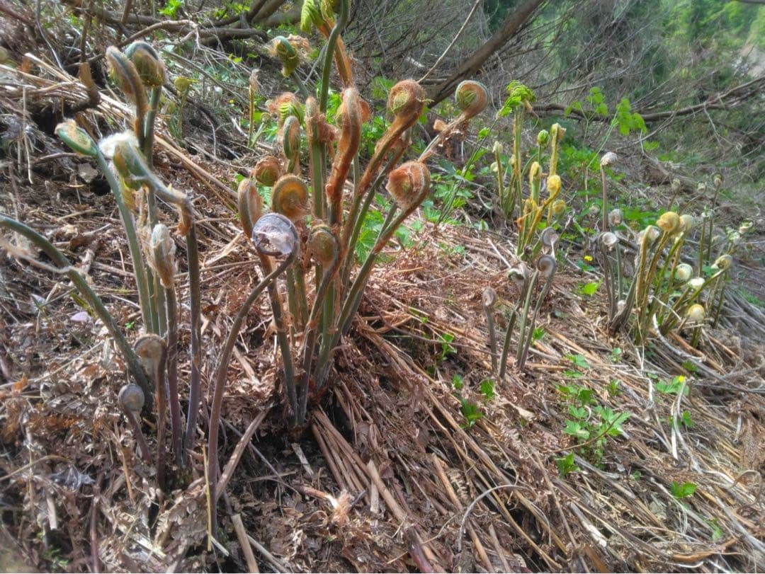 十日町産乾燥ぜんまい1kg