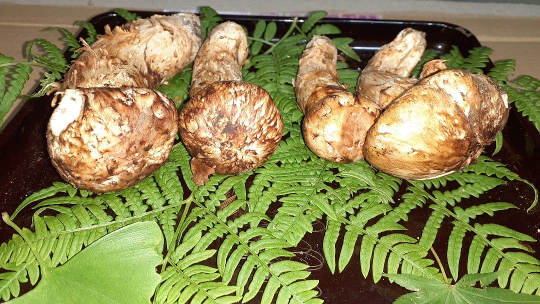 岩手県産松茸(少し訳あり) 11月19日昼取れ 軸固いがハジケ虫あと有り明日発送