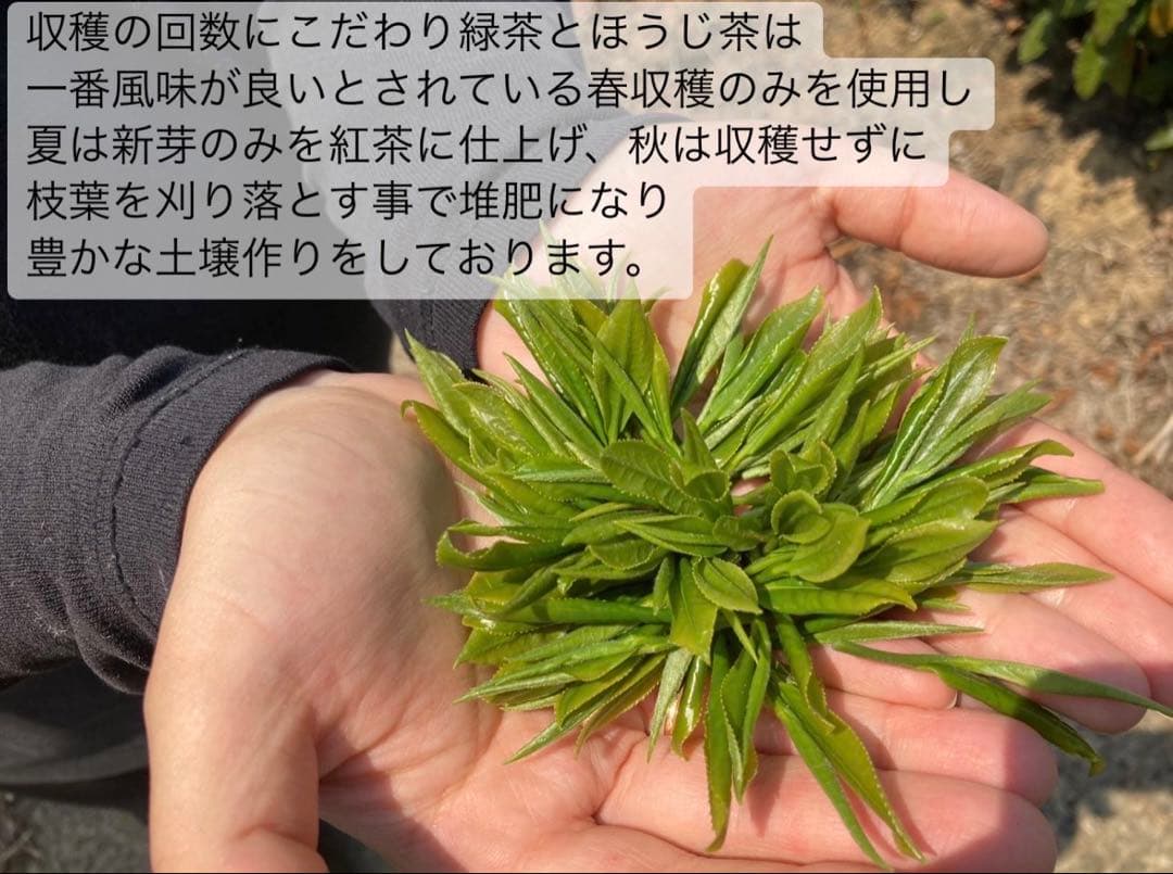 【8/8-8/11まで】夏のお茶5種類飲み比べセット(計40個入り)
