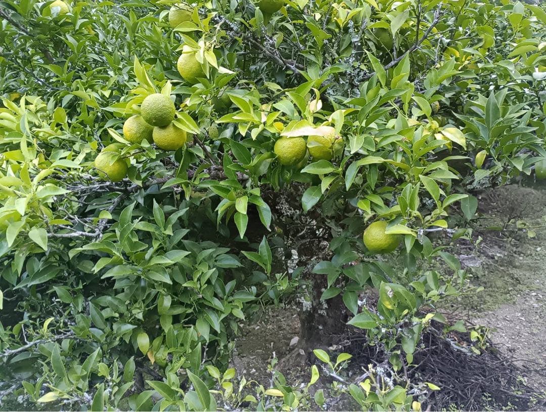 完全無農薬　ゆず　柚子　箱込み10kgちょっと入ります！