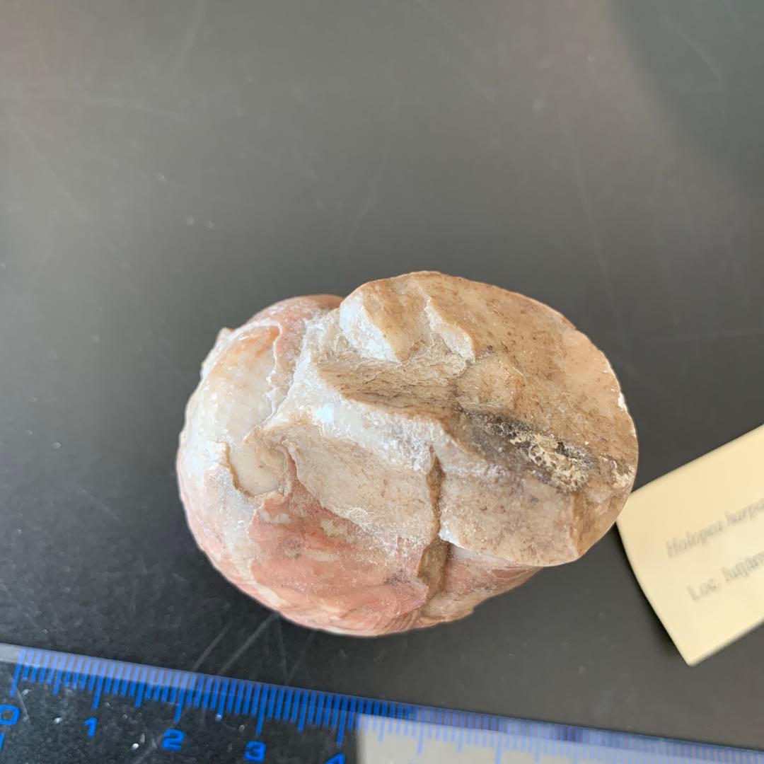 貝の化石 Holopea harpa 本物　オルドビス紀