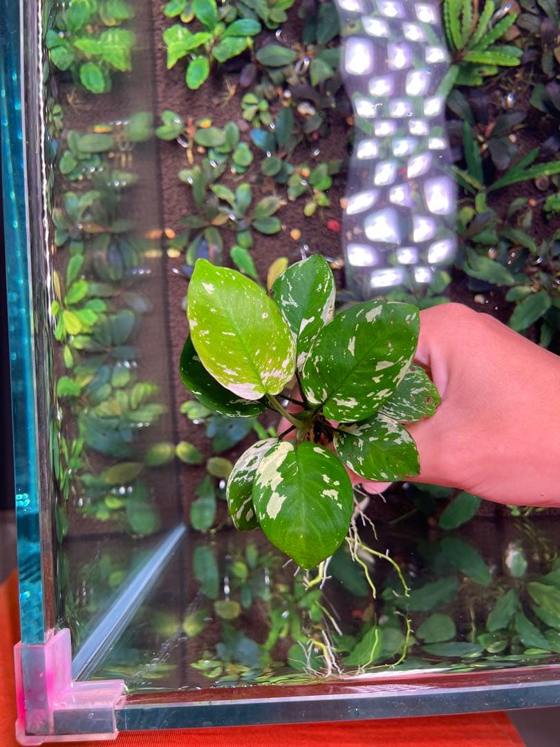 menehunecyan　※プロフ必読！ページ　アヌビアス　斑入りキング