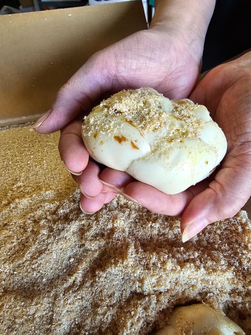 ゆりね　百合根　特大2L　5K　33個入り