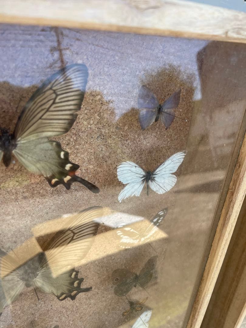 値下げ　蝶　標本　013 ケースサイズ40×30センチ 厚さ6センチ
