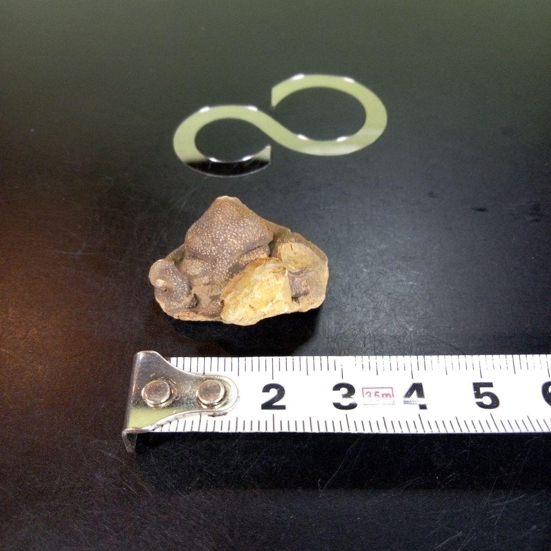 三葉虫　化石　fossil　ボリビア産　trilobite　Bolivia化石③