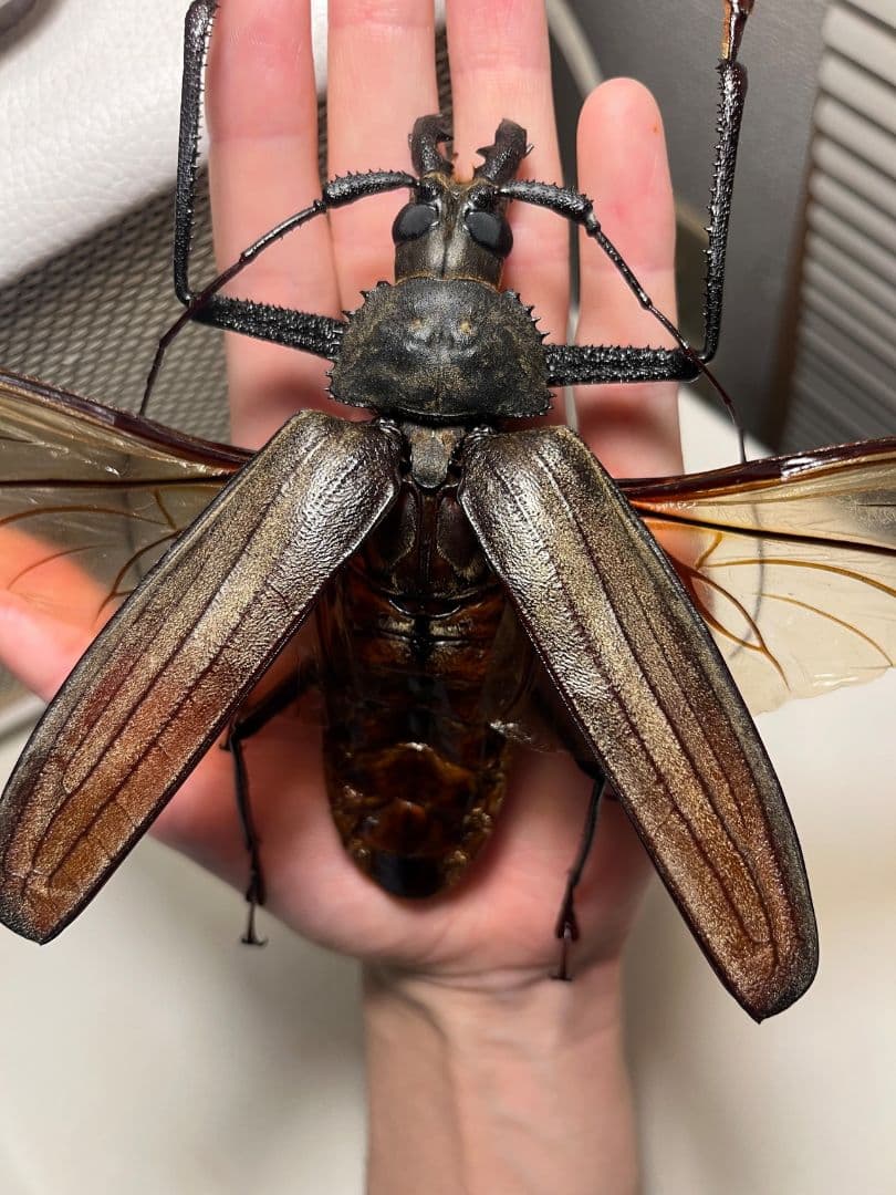 【開翅125mm】スジバネトゲフチオオウスバカミキリ ブルウスバ標本