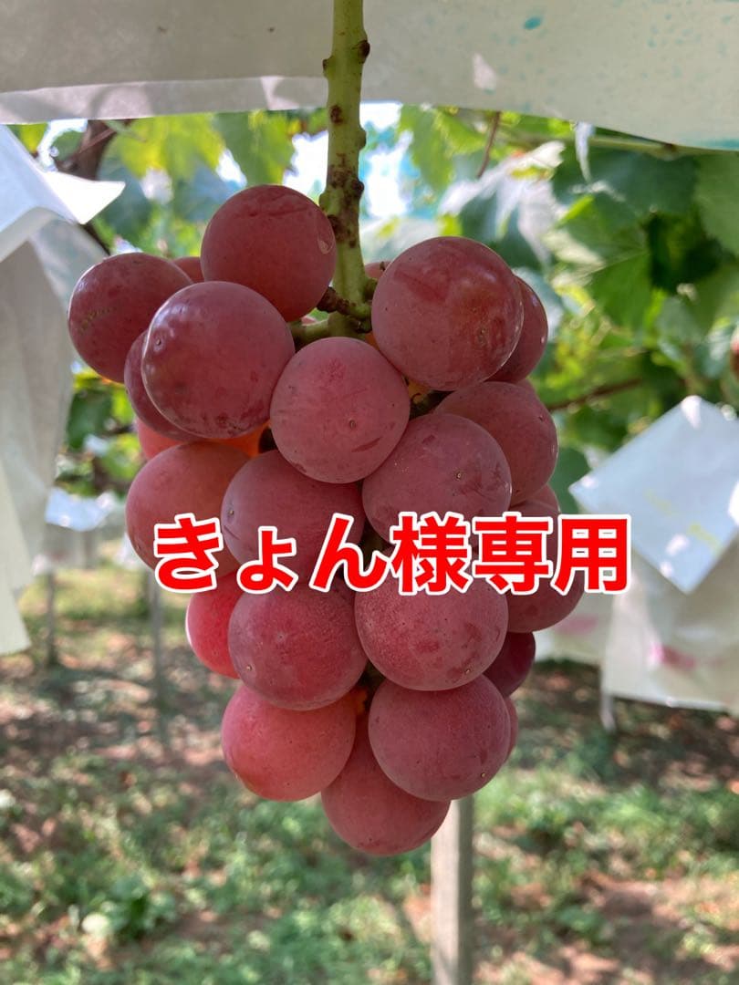 生産者直送ぶどう(きょん)