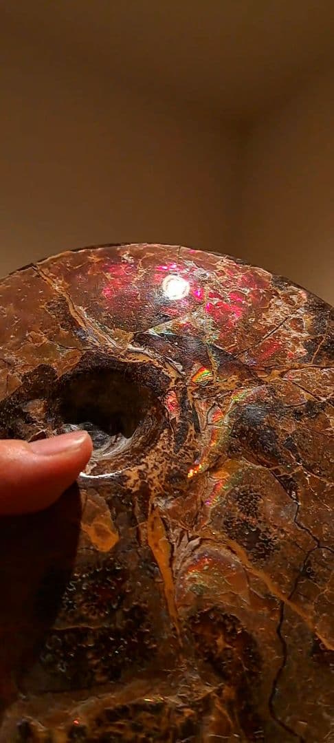 アンモライト　カナダアルバータ　化石　完全体　両面虹色　７色