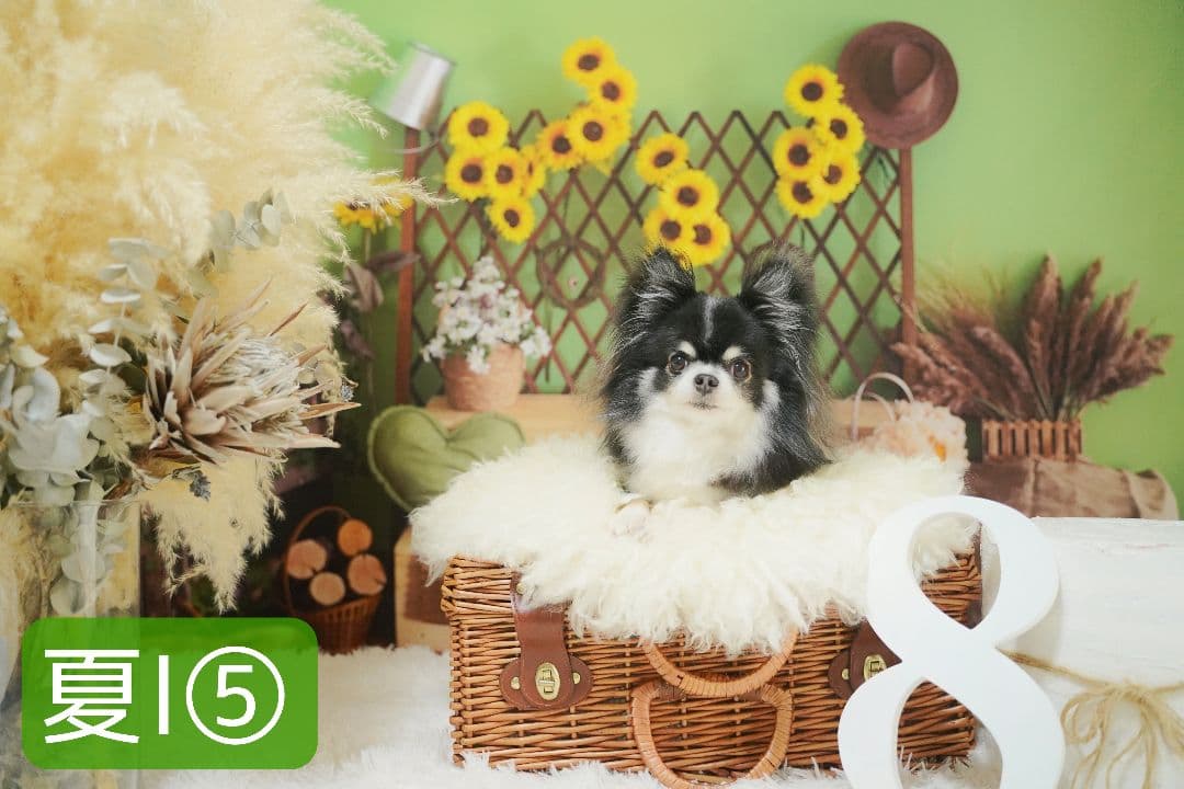 背景布【秋H】サンプル　9月お月見、ペット、トリミング撮影用　パンパスグラス