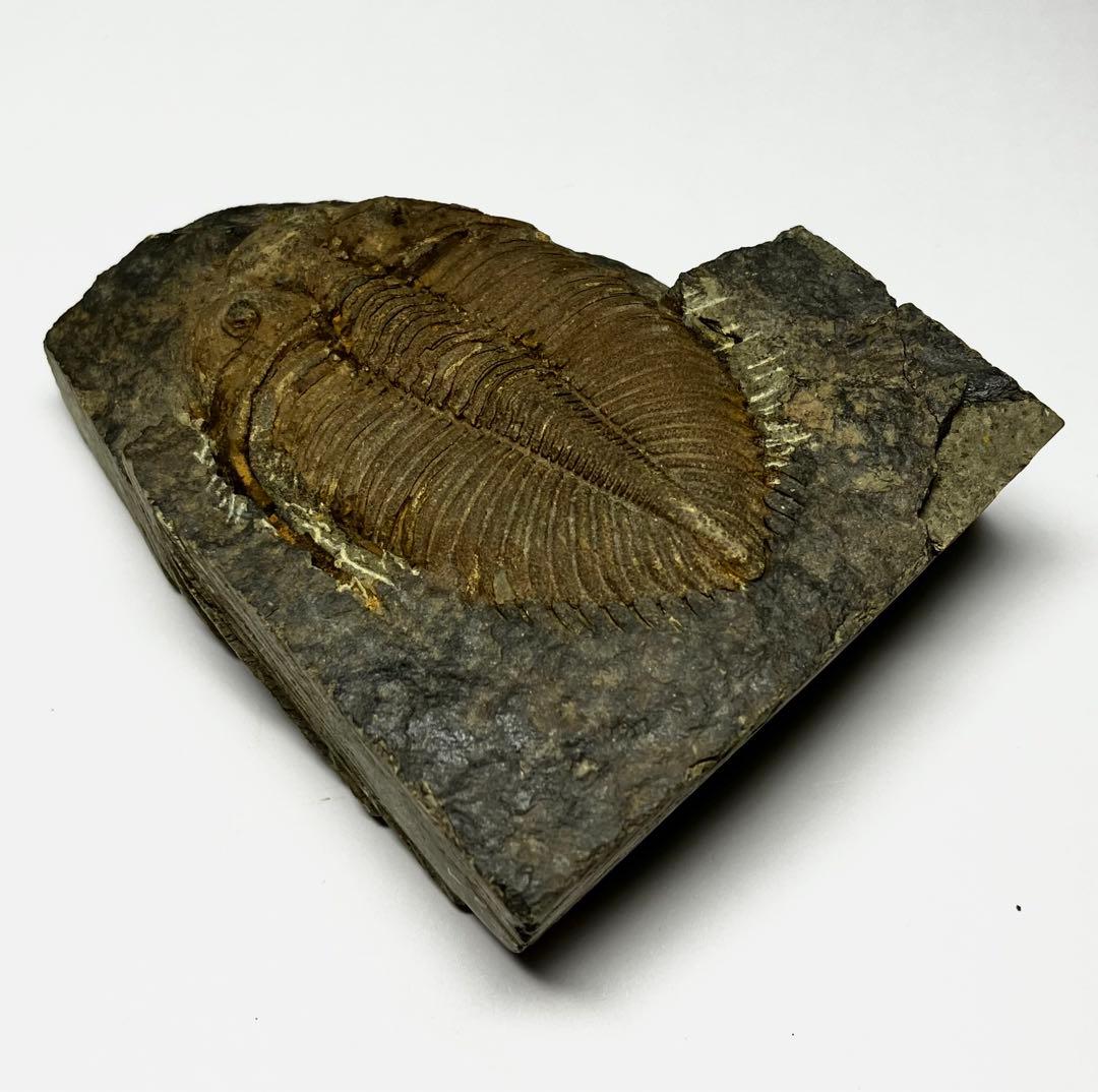 三葉虫　化石　Coronocephalus