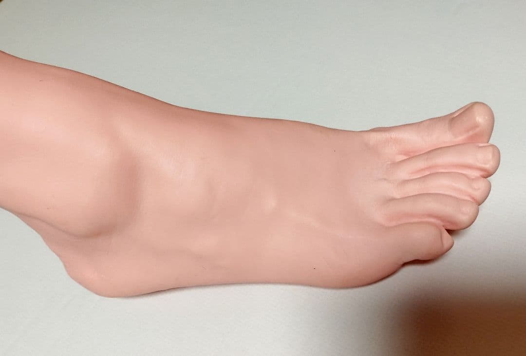 人体模型セット 頭部・足部・頭蓋骨