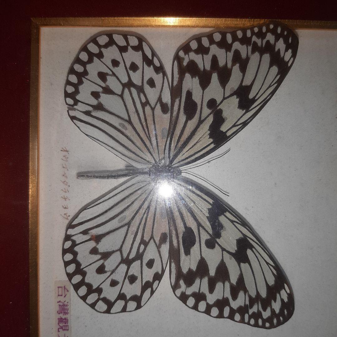 美しい蝶の標本 5種セット