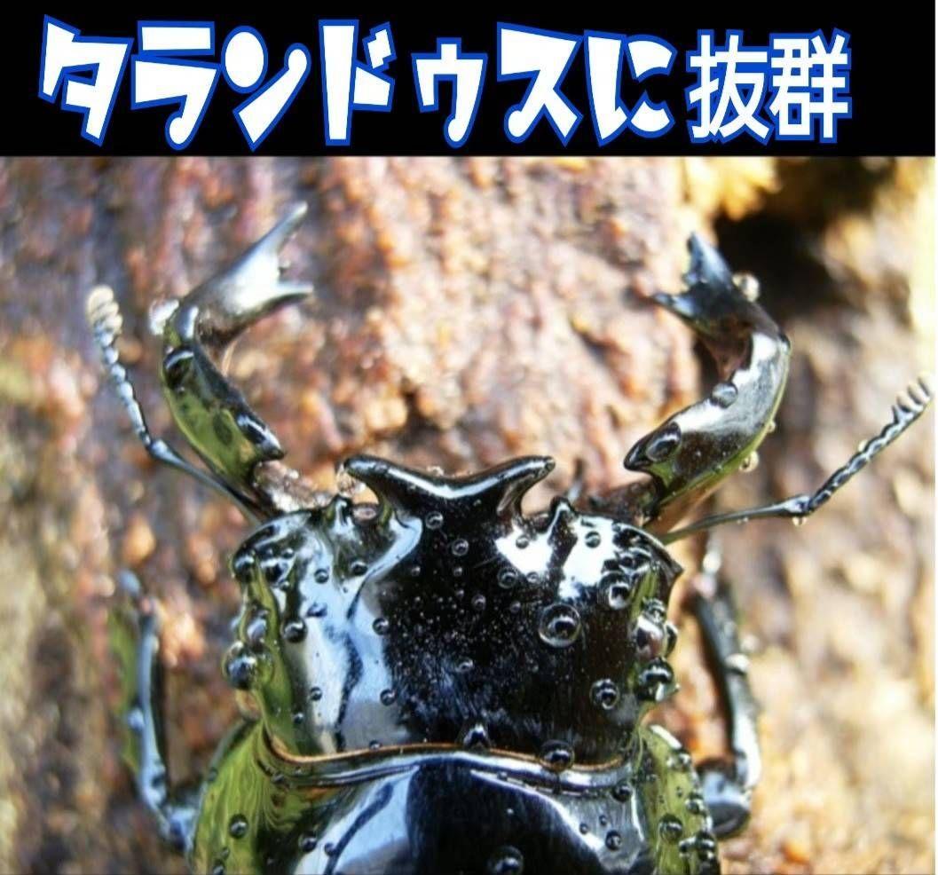 極上！カワラタケ菌糸瓶【8本】特殊アミノ酸強化配合！タランドゥス、オウゴンオニに