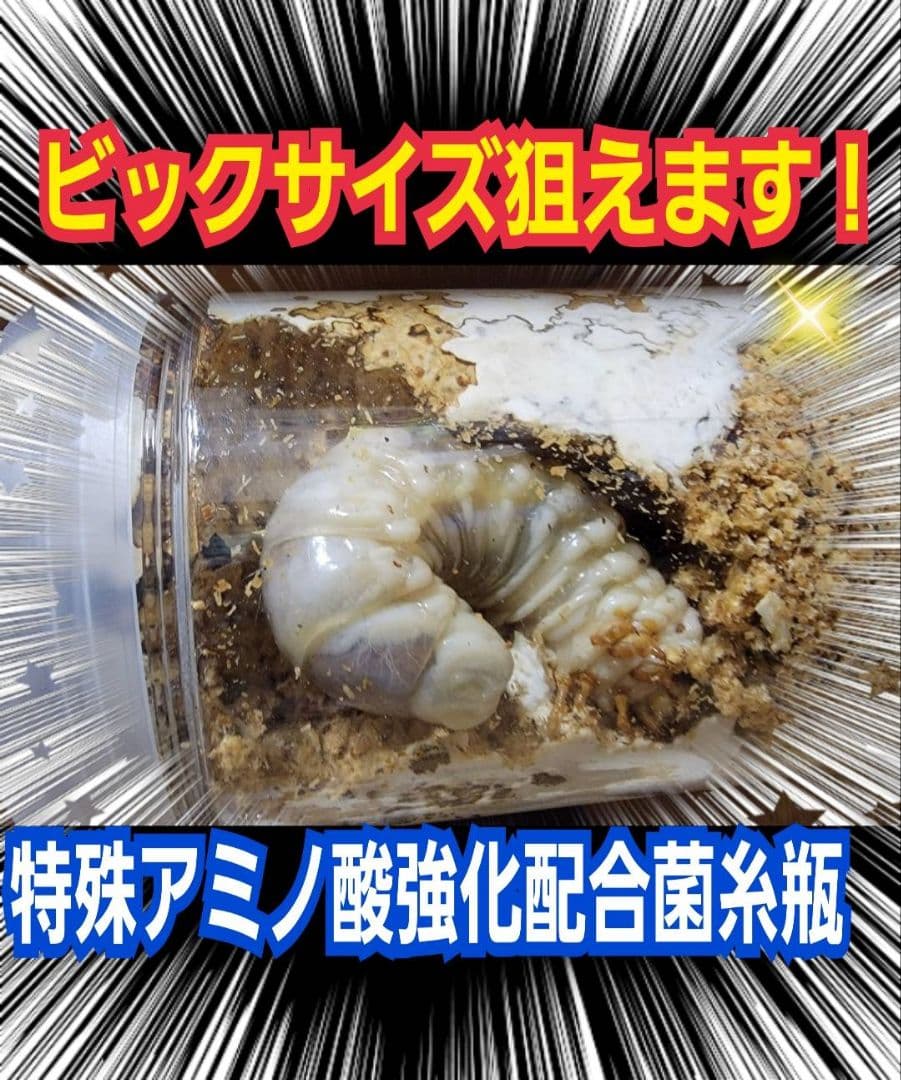 極上！カワラタケ菌糸瓶【8本】特殊アミノ酸強化配合！タランドゥス、オウゴンオニに