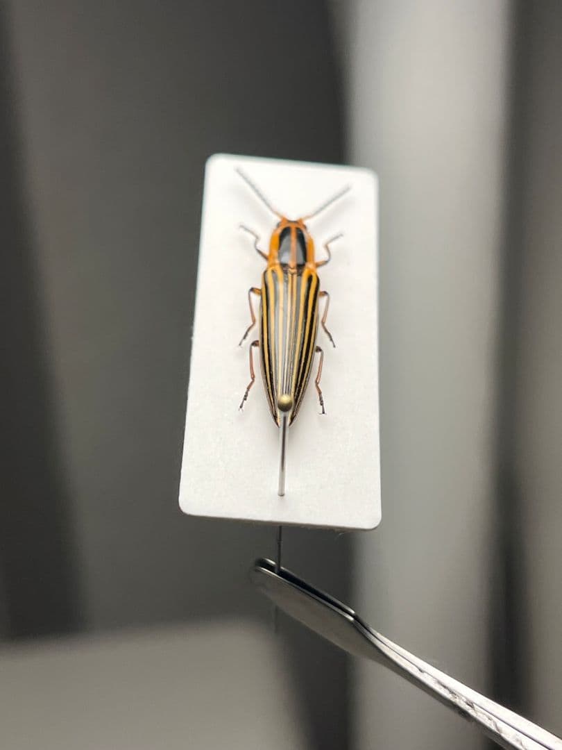 【22mm】フェラーリコメツキムシ に酷似 アングラトゥスミカドコメツキムシ標本