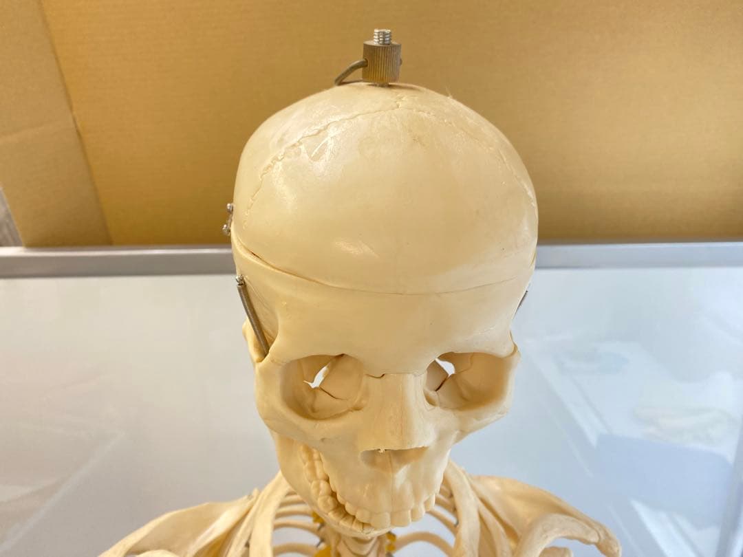 人体骨格模型 約176ｃｍ 土台含 キャスター付き