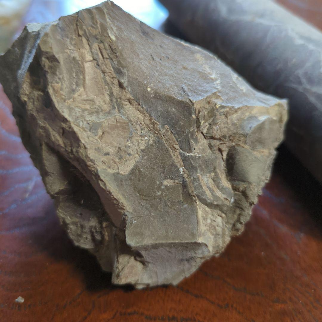 化石 不規則な形状 グレー系 約10cm