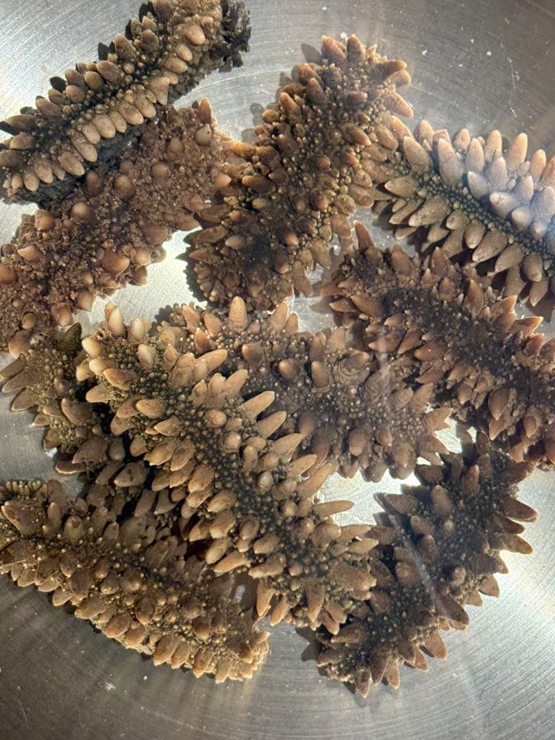 【北海道産】 乾燥なまこ 天然 厳選A級品 100g S(5g以下