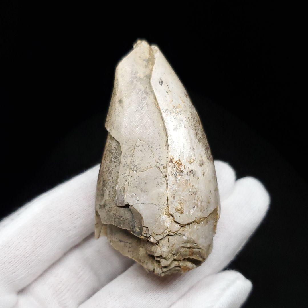 貴重 ラザナンドロンゴベ 歯 化石 マダガスカル産 62.87mm fr106